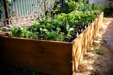 10 Things You Need to Know About Raised Bed Gardening