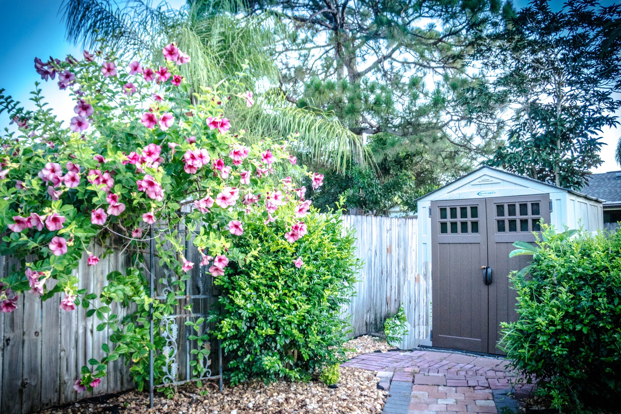 fence with flowers and shed