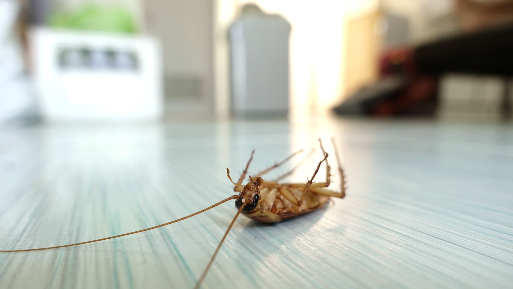 Cockroach Problem